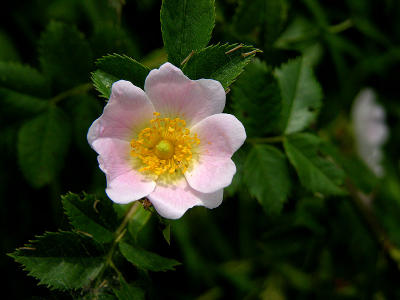 Wild rose