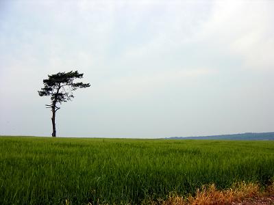 Lonesome tree