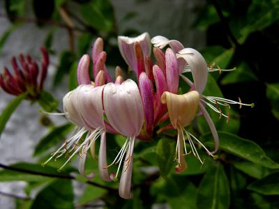 Honeysuckle (I)