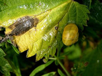 Yellow snail...