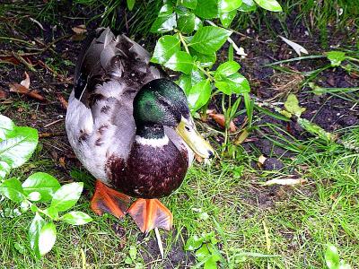 A bemused onlooker(Why all the fuss?)