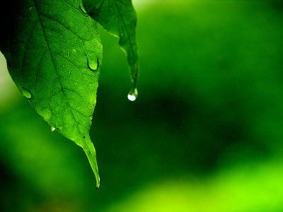 Drop, drop, slow tears...26 June 2006 (283)