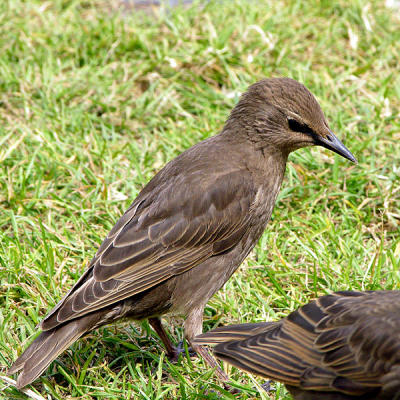 Baby starling