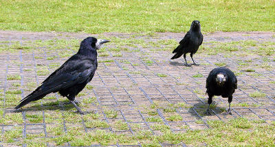 Two rooks and a jackdaw