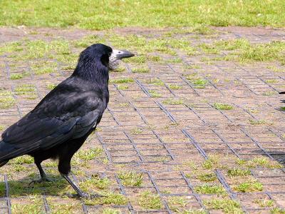 Greedy rook