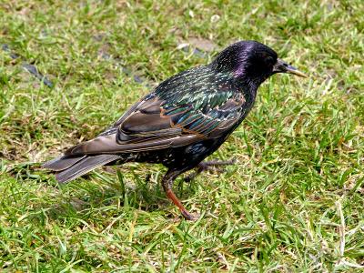 Adult starling