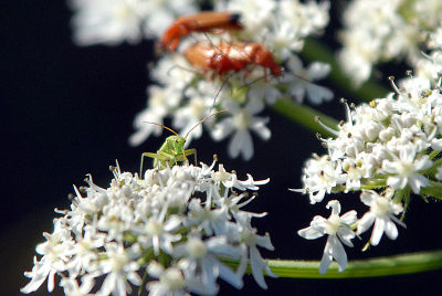 An extremely common soldier beetle