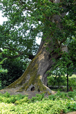 Hundred Guinea Oak