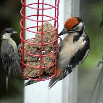 Lesser spotted woodpecker(Great unfed tit)