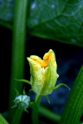 Courgette flower (I)