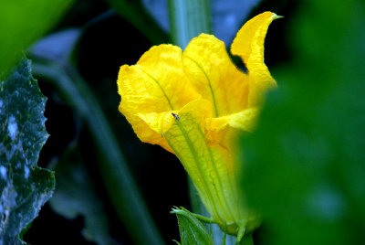 Courgette flower (II)