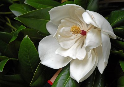 Magnolia...
