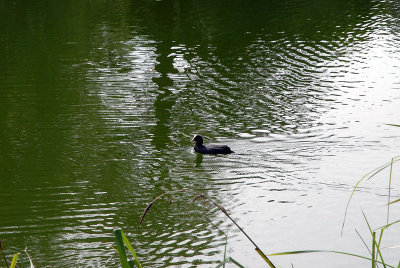 Moorhen...