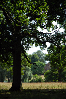 Through the trees