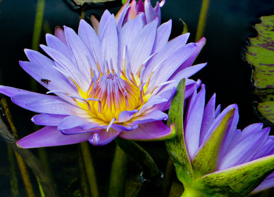 11-07 Water lily 2.jpg