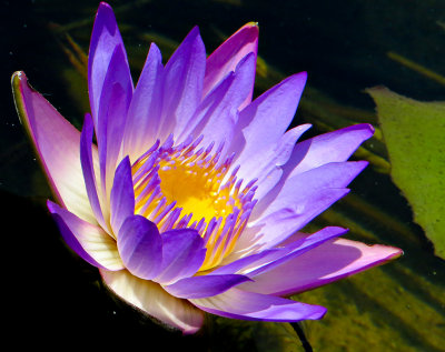 12-07 Water lily 1.jpg