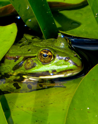12-07 Frog.jpg