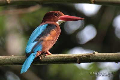 White-Throated Kingfisher (Halcyon smyrnensis)