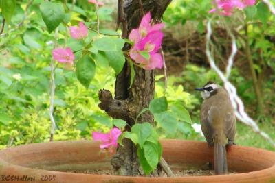 Yellow Vented Bulbul