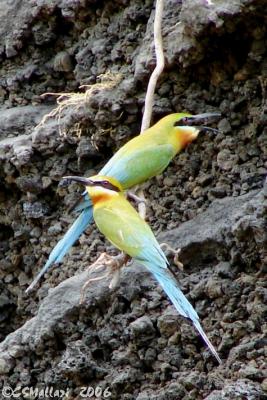 Blue-Tailed Bee-Eater