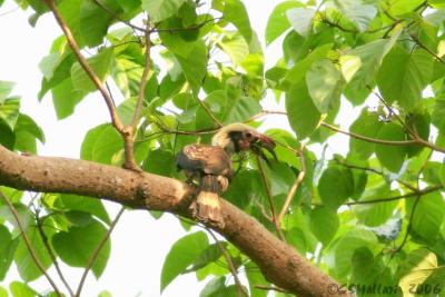 Luzon Hornbill ( male )