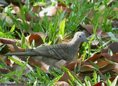 Zebra Dove