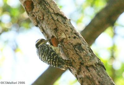 Philippine Pygmy Woodpecker