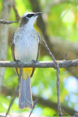 Yellow Vented Bulbul