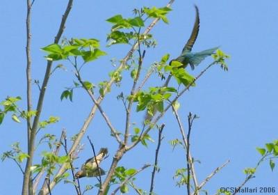 White Breasted Woodswallow & Blue-Tailed Bee-Eater