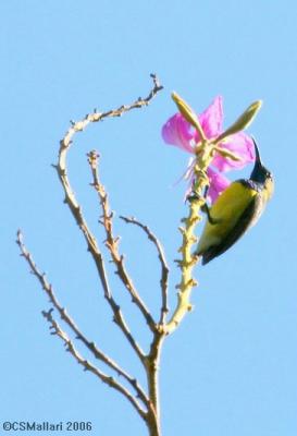 Olive Backed Sunbird