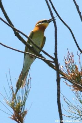 Blue-Tailed Bee-Eater