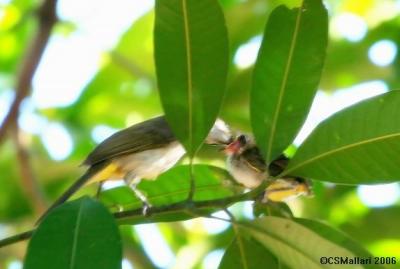 Yellow Vented Bulbul & baby