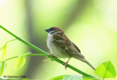 Eurasian Tree Sparrow