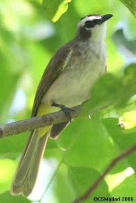 Yellow Vented Bulbul