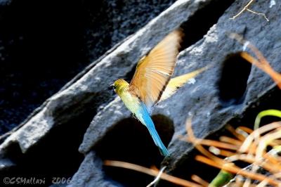 Blue-Tailed Bee-Eater - IMG_4228w.jpg