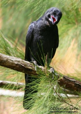 Slender or Large Billed Crow