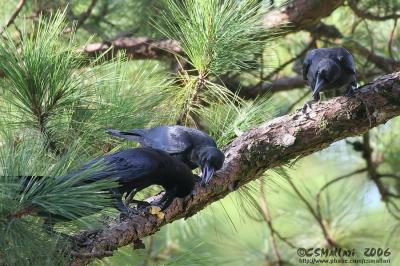 Slender or Large Billed Crows