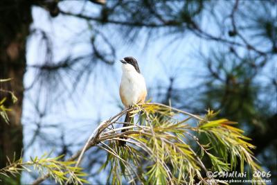 Long-Tailed Shrike