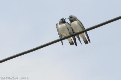 White-Breasted Wood-Swallows