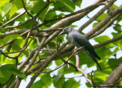 Bar-Bellied Cuckoo Shrike