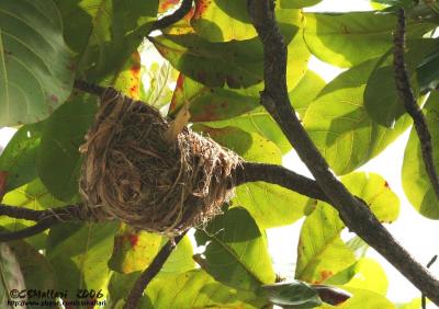 Black-Naped Oriole's Nest