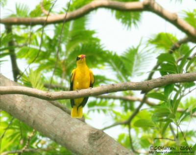 Black-Naped Oriole