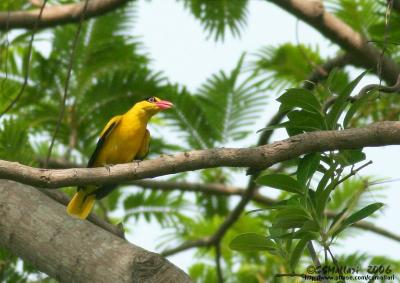 Black-Naped Oriole