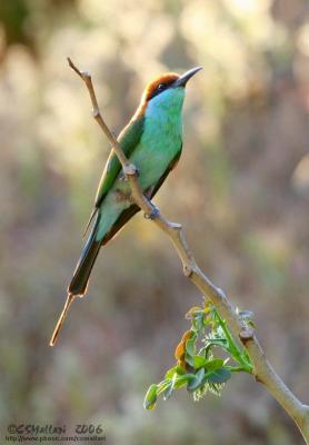 Blue-Throated Bee-Eater