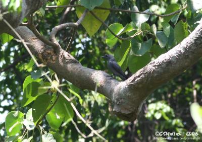 Bar bellied Cuckoo Shrike