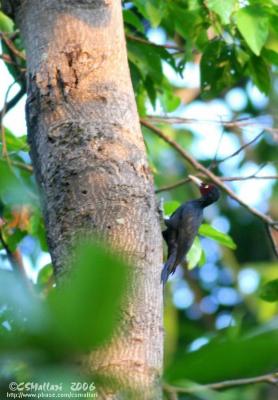 Sooty Woodpecker