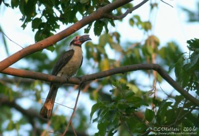 Tarictic Hornbill