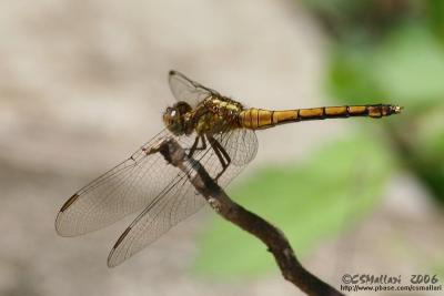 The Golden Dragonfly :-)