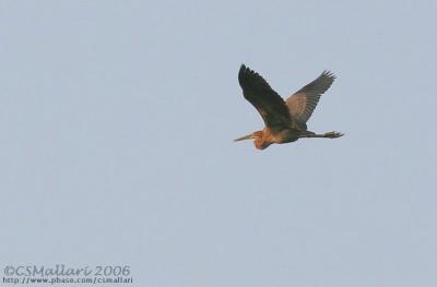 Purple Heron