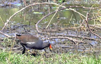 Common Moorhen